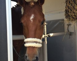 dressage horse Dashnim (German Riding Pony, 2010, from Holsteins Discounter)
