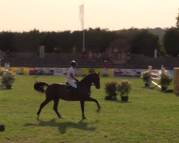 Reitturnier Baschütz bei Bautzen 2019