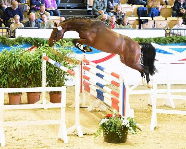 horse Castell (Holsteiner, 2014, from Cascadello)