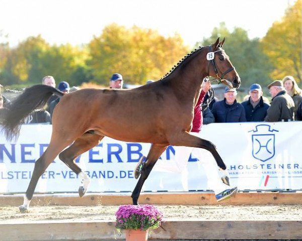 Pferd Clarcon II (Holsteiner, 2014, von Casall Ask)