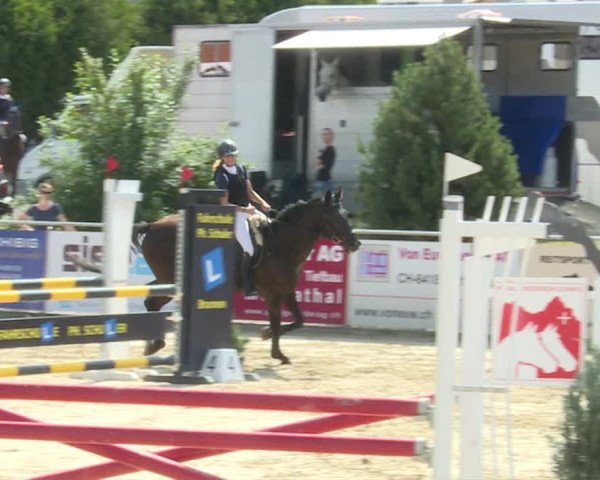 Reitturnier Schwyz 2019