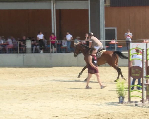 Reitturnier Schwyz 2019