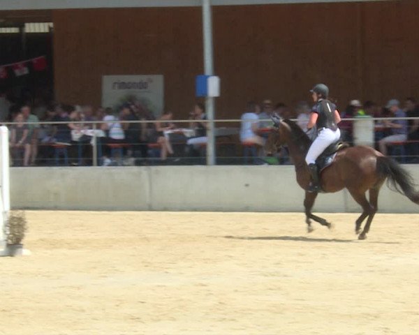 Reitturnier Schwyz 2019