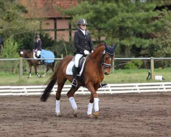 Zuchtstute Dear Little Red Flower (Deutsches Reitpony, 2007, von FS Don't Worry) Zuchtstute Dear Little Red Flower (Deutsches Reitpony, 2007, von FS Don't Worry)