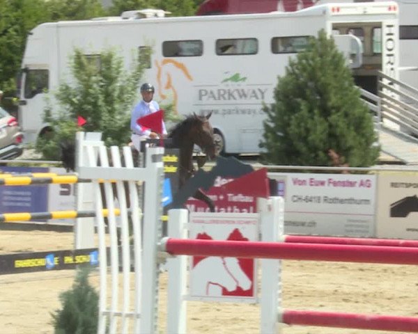 Reitturnier Schwyz 2019