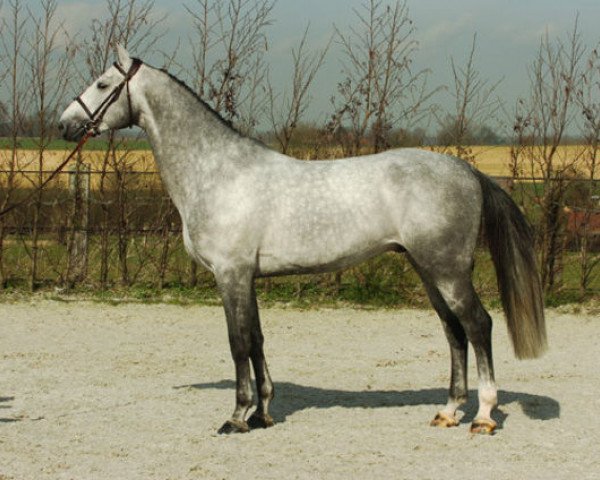 Deckhengst Belitys de La Demi Lune (Belgisches Warmblut, 2001, von Indorado)
