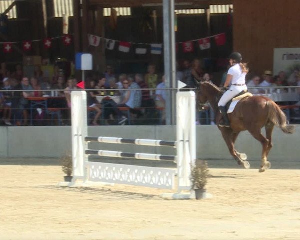 Reitturnier Schwyz 2019