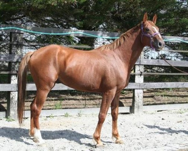 jumper Kawa M'Aurea Z (Zangersheide riding horse, 2007, from Kalin des Etisses)