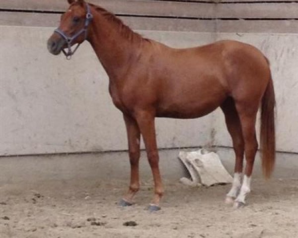 broodmare Asmaé m'Aurea (Selle Français, 2010, from Adorado)