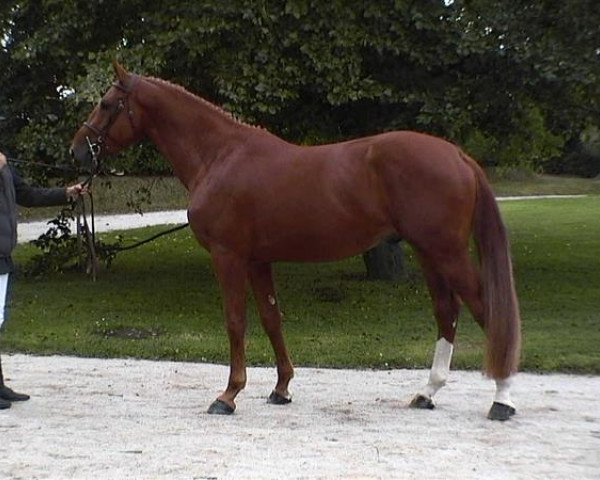 horse Nirvana M'Aurea (Selle Français, 2001, from Le Tot de Semilly)
