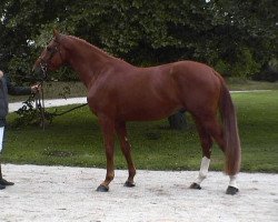 horse Nirvana M'Aurea (Selle Français, 2001, from Le Tot de Semilly)