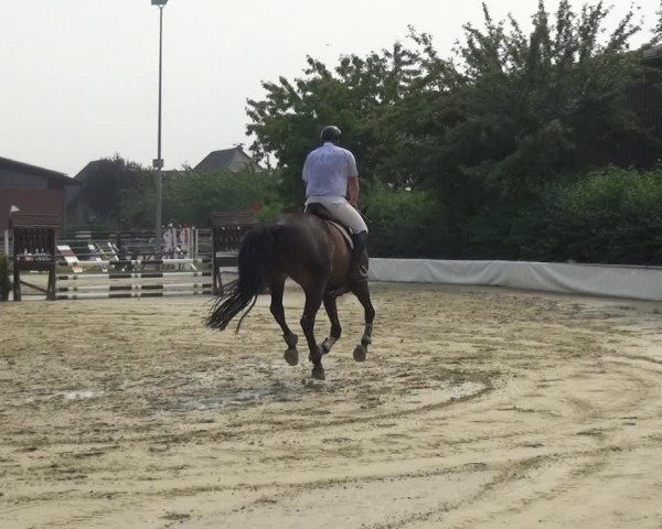 Reitturnier Neuss-Allerheiligen 2019