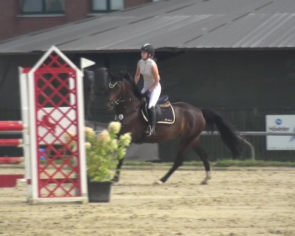 Reitturnier Neuss-Allerheiligen 2019