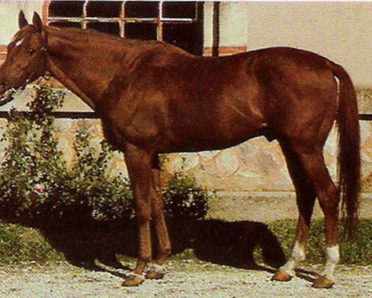stallion Eclat xx (Thoroughbred, 1963, from Herbager xx)
