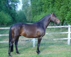 stallion O'Malley D'Avril (Selle Français, 2002, from Diamant de Semilly)