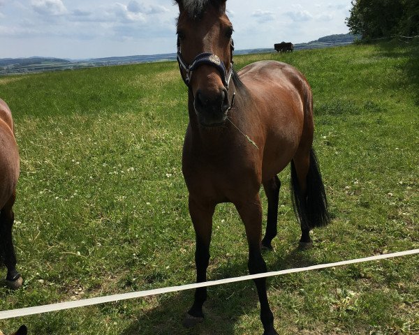 dressage horse Debbie Deluxe (Westphalian, 2009, from De Kooning)