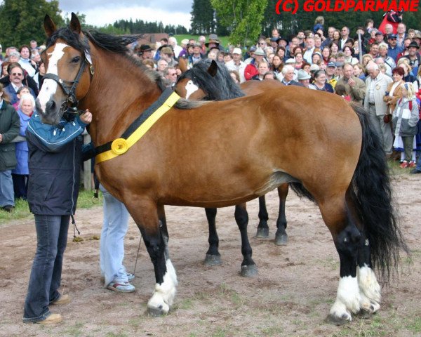 broodmare Anette (Black Forest Horse, 1991, from Moritz)