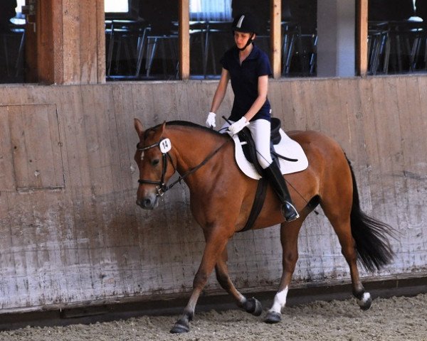 horse Florina (Freiberger,  , from Calvaro CH)