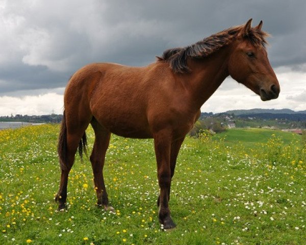broodmare Solèy (Freiberger, 2012, from Calvaro CH)
