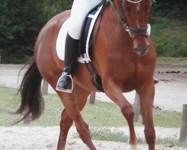 broodmare Prima Ballerina (Bavarian, 2003, from Abanos)