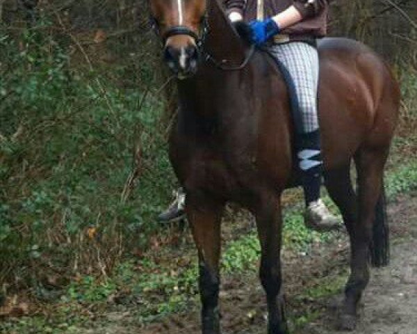 Pferd Daily Dream (Oldenburger, 2010, von Don Diamond)
