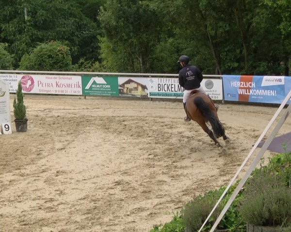 Reitturnier Püttlingen 2019