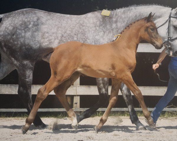 horse Qatara Z (Zangersheide riding horse, 2016, from Quickly de Kreisker)