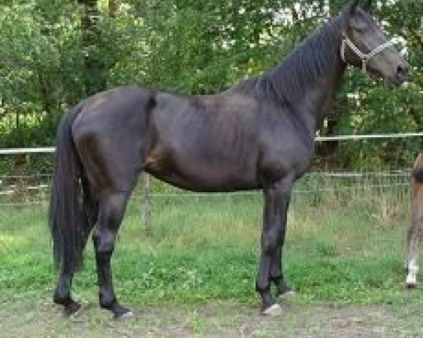 broodmare Seal Future (KWPN (Royal Dutch Sporthorse), 1999, from Narcos II)