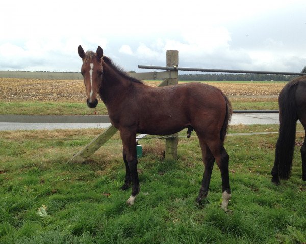 stallion Drogo (Holsteiner, 2016, from Damon)