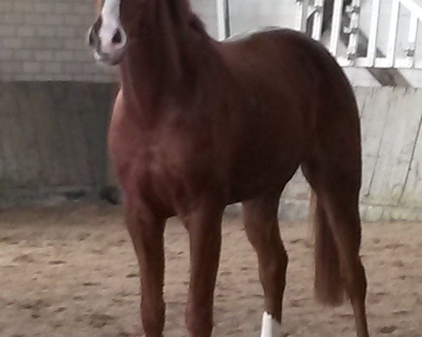 jumper Lino up (Oldenburg show jumper, 2011, from Levisonn 208 FIN)