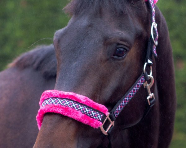 dressage horse Hopeful Day (Oldenburg, 2012, from Hotline)