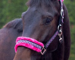 dressage horse Hopeful Day (Oldenburg, 2012, from Hotline)