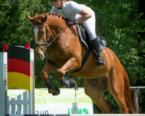 jumper Salimo A.G. (Hanoverian, 2012, from Stolzenberg)