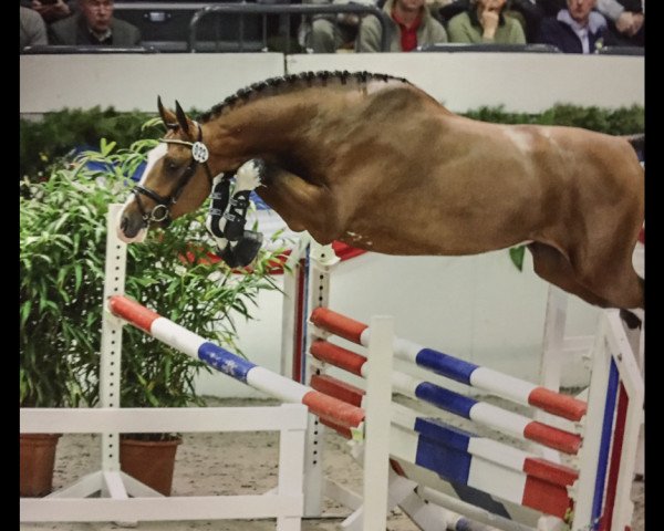 jumper Cascatero (Holsteiner, 2014, from Cascadello) jumper Cascatero (Holsteiner, 2014, from Cascadello)