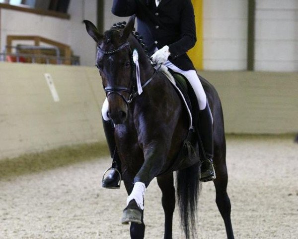 broodmare Quadriga`s Jazz Lady (Oldenburg, 2010, from Jazzman)