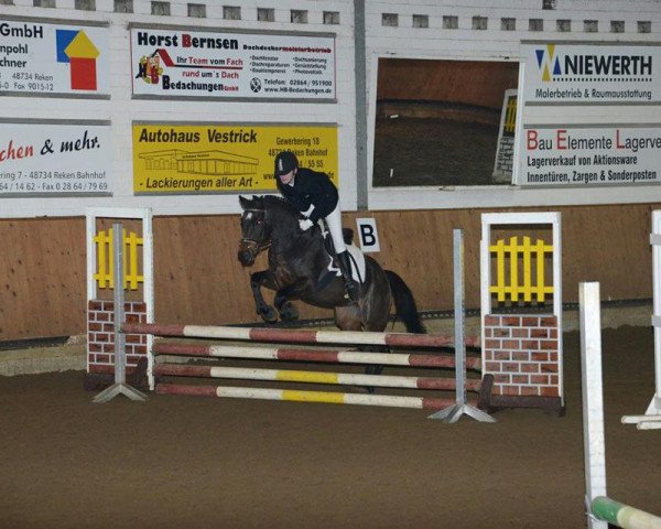 jumper Melody (German Riding Pony, 1995, from Marsvogel xx)