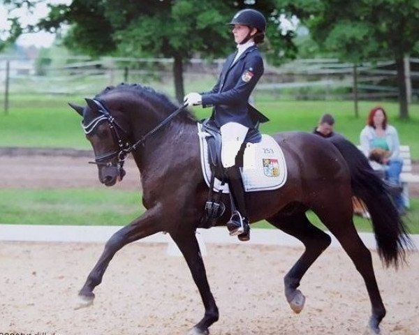 dressage horse Kleiner Kronprinz (German Riding Pony, 2005, from Kaiser Konrad) dressage horse Kleiner Kronprinz (German Riding Pony, 2005, from Kaiser Konrad)
