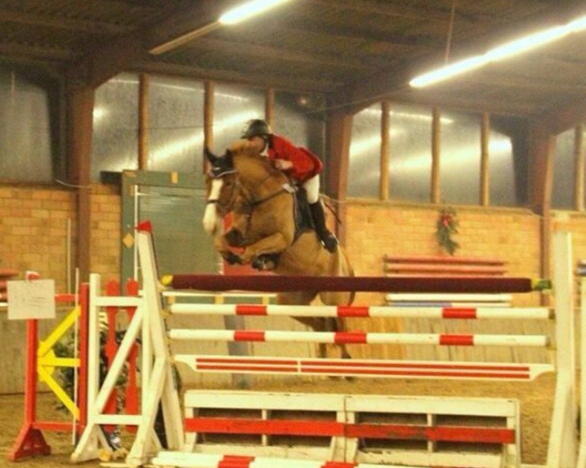 Springpferd Benjamin Button 5 (Westfale, 2009, von Burberry 9)