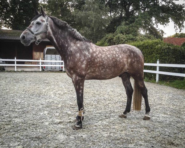 horse Co Corrado (Holsteiner, 2010, from Corrado II)