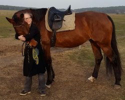 dressage horse Lacotan 2 (Oldenburg, 2008, from Lancado)