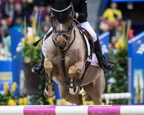 jumper Dusty 797 (German Riding Pony, 2005, from Dressman)