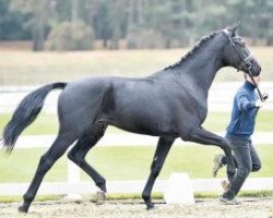 dressage horse Just Romance (KWPN (Royal Dutch Sporthorse), 2014, from For Romance I)