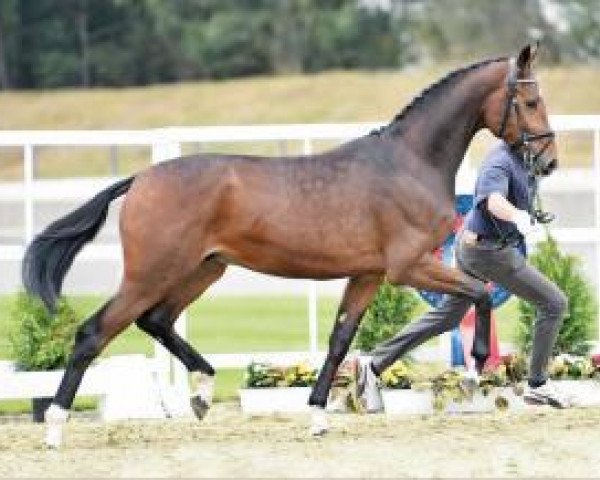 horse Hengst von Feedback / Sir Donnerhall I / Don Cavallo (Rhinelander, 2014, from Feedback 16)