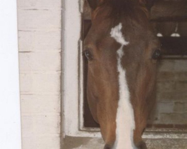 Pferd Brio du Theillet (Selle Français, 1989, von Quabri de Laleu)