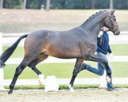 horse Boccaccio (Oldenburg, 2014, from Bretton Woods)