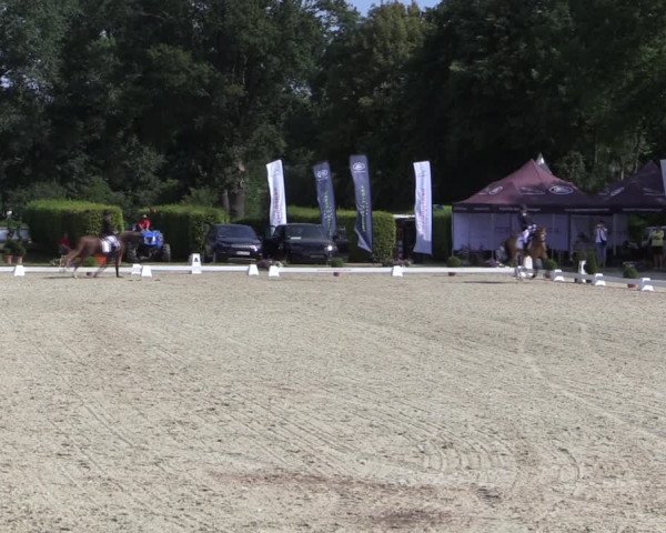 Reitturnier Münster-Handorf 2019