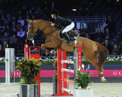 jumper Venezia D'Ecaussinnes (Belgium Sporthorse, 2005, from Kashmir van't Schuttershof)