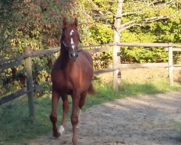Pferd Quentin (Hannoveraner, 2015, von Quvée d'Or GT)