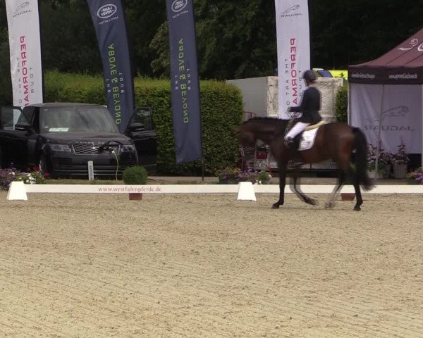 Reitturnier Münster-Handorf 2019