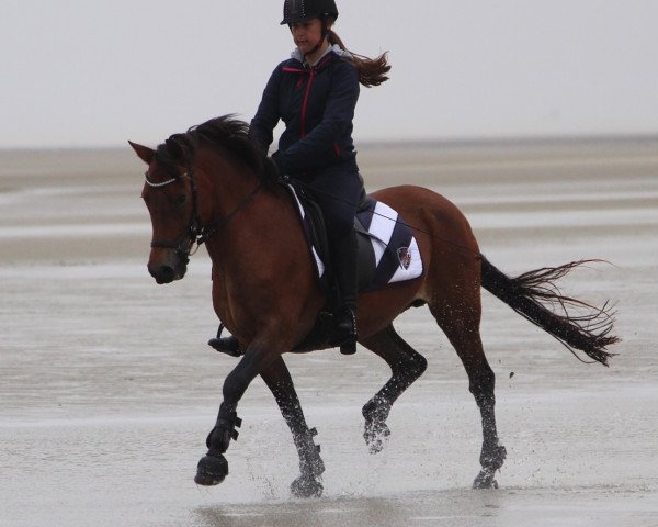 dressage horse Tannenhof's Florina (German Riding Pony, 1996, from Ashley Rambler) dressage horse Tannenhof's Florina (German Riding Pony, 1996, from Ashley Rambler)